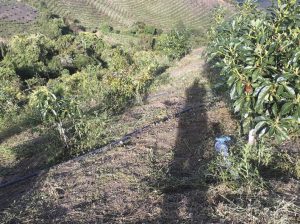 Tras la ruta colombiana de la palta