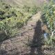 Tras la ruta colombiana de la palta