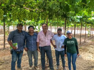 “Hay nuevas variedades de uvas de mesa patentadas que están en su pleno potencial productivo, pero a otras les falta aún un poco”