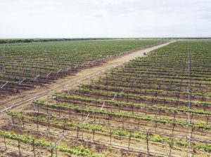 “Piura e Ica se toparán si la rentabilidad del negocio está ahí”