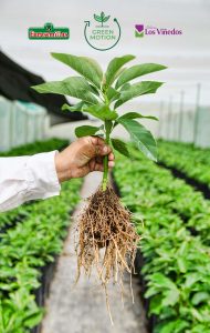 Vivero Los Viñedos se une a Green Motion para la búsqueda de nuevas y mejores variedades de palto