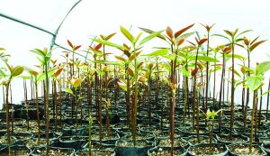 Novedades en los estudios de portainjertos de paltos