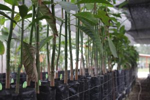Aguacate: apuestan por la producción de portainjertos certificados