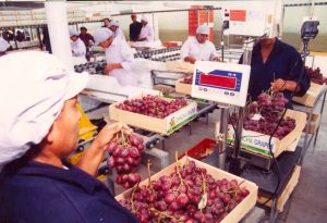 La uva de mesa concluye una campaña con 52.8 millones de cajas exportadas