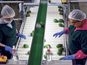 Tecnologías para mantener la calidad en variedades de palta en periodos prolongados de almacenamiento