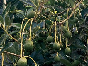 La Antracnosis y la pudrición peduncular acechan a la palta