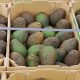 Las tecnologías poscosecha al servicio de la palta