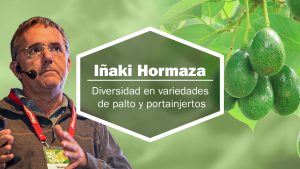 Diversificación de variedades y portainjertos en palto