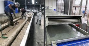 Claves para obtener cítricos con calidad y condición óptima