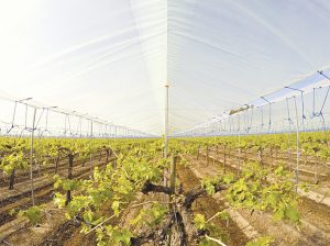 Uso de cubiertas plásticas en uva de mesa