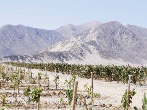 El próximo ‘boom’ agrícola se podría llamar Nasca