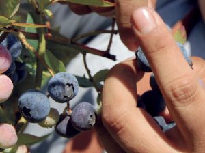 Una fruta (aún) sin límites