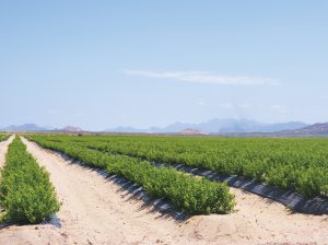 Nuevo récord productivo del arándano peruano