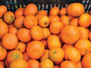 Coronavirus, el factor sorpresa que marcó positivamente la campaña de cítricos