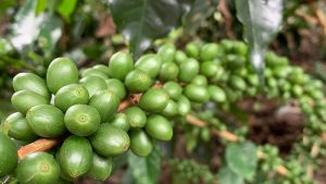 Blue Bird Coffee rompe paradigmas con plataforma en la nube