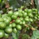 Café colombiano empezó 2023 con una caída del 19% en las exportaciones