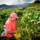 Productores de Comercio Justo se reúnen en Lima