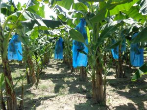 Diseñarán aplicativo para mejorar la rentabilidad de productores de musáceas