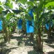 Diseñarán aplicativo para mejorar la rentabilidad de productores de musáceas