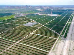 “Apuntamos a que el mercado europeo consuma más de 1 millón de toneladas de paltas, de diferentes orígenes”