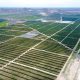 “Apuntamos a que el mercado europeo consuma más de 1 millón de toneladas de paltas, de diferentes orígenes”