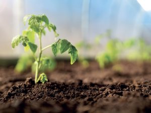 El poder bioestimulante de las proteínas hidrolizadas de origen vegetal