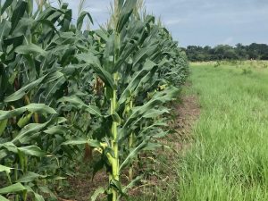 Fortalecerán sistemas de producción de plátano, yuca y maíz en Arauca