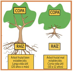Importancia del desarrollo radicular en el cultivo de uva de mesa