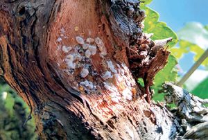 Luna® Tranquility, vitalidad extendida para cosechas productivas