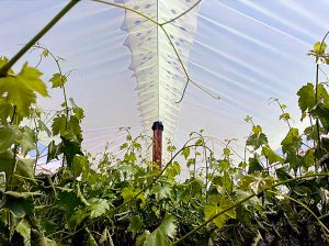 Cubiertas inteligentes clave para el control de la temperatura y humedad