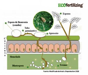 Protector de los cítricos contra el ácaro del tostado Phyllocoptruta oleivora