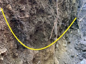 Sequía extrema en el manejo del nogal y el uso eficiente de fertilizantes para evitar bajas productivas
