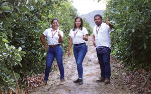 Portainjertos clonales: más producción, en menos tiempo y con fruta más uniforme