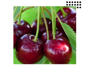 Objetivo: conseguir la máxima calidad en cereza