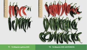 Azotonova, una gran alternativa ante la crisis de fertilizantes