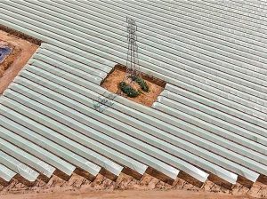 Soluciones eficientes para lograr los objetivos productivos en uva de mesa