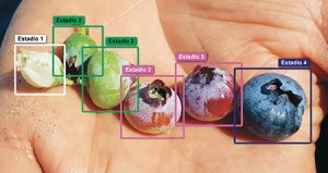 Inteligencia Artificial para obtener proyecciones de cosecha de arándanos más precisas