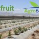 Chilena Agroberries y peruana Pura Fruit se asocian en proyecto de 500 hectáreas de arándanos en Perú