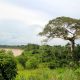 Resaltan a las actividades forestales como herramienta para conservar los bosques