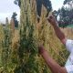 Quinua peruana ingresará al mercado colombiano