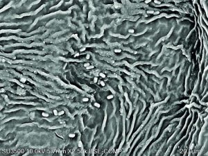 Bacterias benéficas con alto valor biotecnológico para  la agricultura mundial