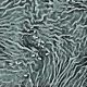 Bacterias benéficas con alto valor biotecnológico para  la agricultura mundial