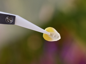 Andes Ag: empresa chilena que patentó tecnología para incorporar bacterias benéficas dentro de semillas