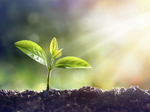 Quimetal crece en dos líneas de negocios: Fitosanitarios y Nutrición Vegetal