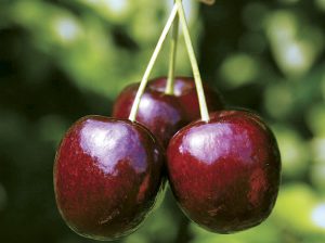 Agroexportadora peruana avanza con proyecto piloto de cerezas y se prepara para realizar un primer envío a China