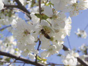 Claves de la polinización en un huerto de cerezos