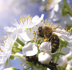 PowerPollen: tecnología de polinización podría llegar a Europa y Sudamérica en 2022
