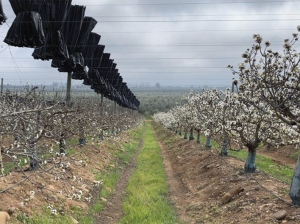 Potenciando al máximo el cultivo del cerezo