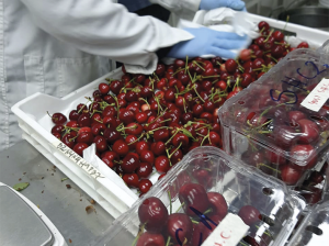 Susceptibilidad de variedades de cereza a desórdenes fisiológicos, defectos y pudriciones durante almacenamiento prolongado