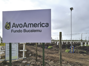 Eficiencia, sustentabilidad y ahorro de costos en palta de exportación